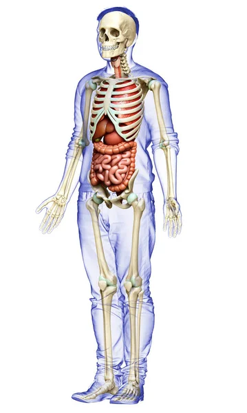 Gjorde Medicinskt Korrekt Illustration Manliga Inre Organ Och Skelett System — Stockfoto
