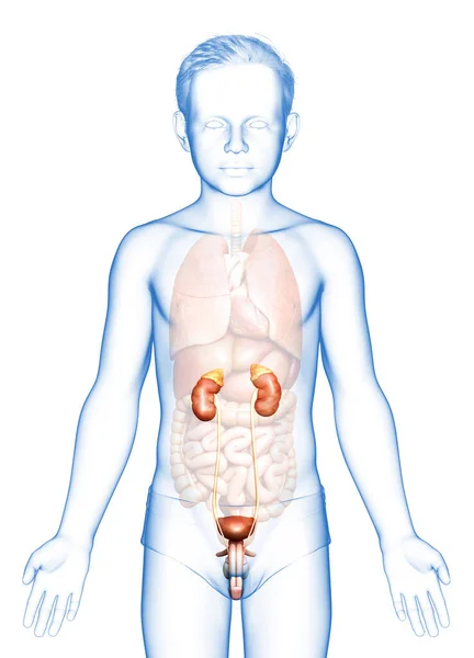 3Dレンダリングされた若い男の子の腎臓解剖学の医学的に正確なイラスト — ストック写真