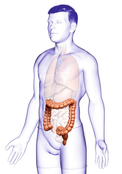 Renderowane Medycznie Dokładna Ilustracja Męskiej Anatomii Jelita Grubego — Zdjęcie stockowe