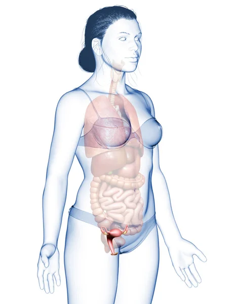 Renderizado Ilustración Médicamente Precisa Anatomía Del Útero Femenino —  Fotos de Stock