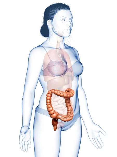 Renderizado Ilustração Medicamente Precisa Anatomia Intestino Grosso Feminino — Fotografia de Stock