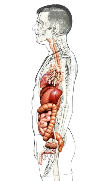 Renderizado Ilustración Médicamente Precisa Del Sistema Digestivo Masculino Corazón — Foto de Stock