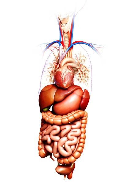 Gerenderte Medizinisch Genaue Darstellung Von Verdauungssystem Und Herz — Stockfoto