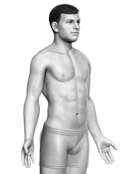 Utförd Illustration Den Manliga Kroppen — Stockfoto