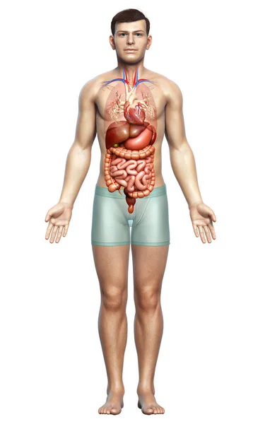 Medisch Nauwkeurige Illustratie Van Mannelijke Spijsvertering Hart — Stockfoto