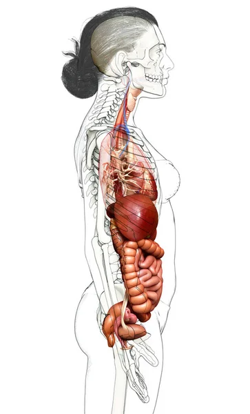 Renderizado Ilustración Médicamente Precisa Del Sistema Digestivo Femenino Corazón —  Fotos de Stock