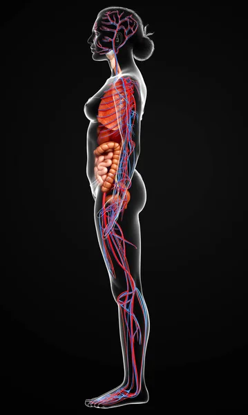 Kadın Organlarının Dolaşım Sisteminin Tıbben Doğru Bir Çizimi — Stok fotoğraf