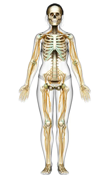 Medisch Nauwkeurige Illustratie Van Een Vrouwelijk Zenuwstelsel Skeletsysteem — Stockfoto
