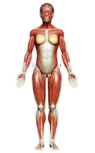 Renderizado Ilustración Médicamente Precisa Sistema Muscular Femenino — Foto de Stock