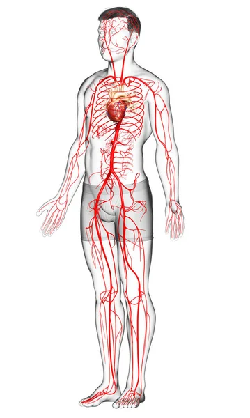 Renderizado Ilustración Médicamente Precisa Las Arterias Masculinas —  Fotos de Stock
