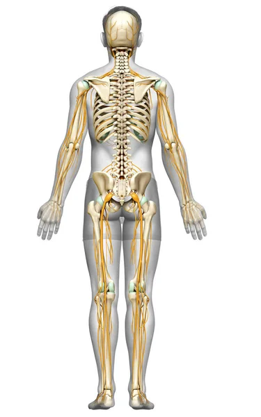 Gjorde Medicinskt Korrekt Illustration Nervsystemet Och Skelettet — Stockfoto