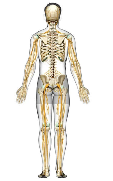 3D对神经系统和骨骼系统进行了精确的医学描述 — 图库照片