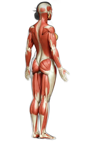 Rendered Medically Accurate Illustration Female Muscle System — Stock Photo, Image