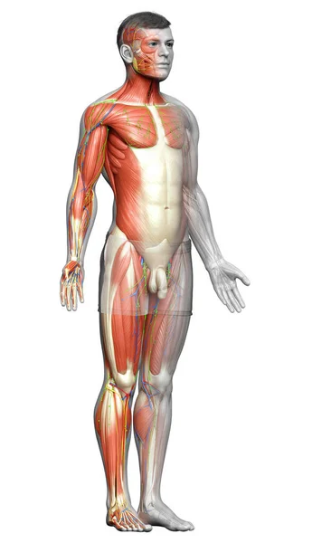 Medisch Nauwkeurige Illustratie Van Een Mannelijk Spierstelsel — Stockfoto