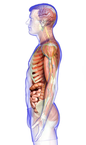 Rendu Médicalement Précis Anatomie Masculine — Photo