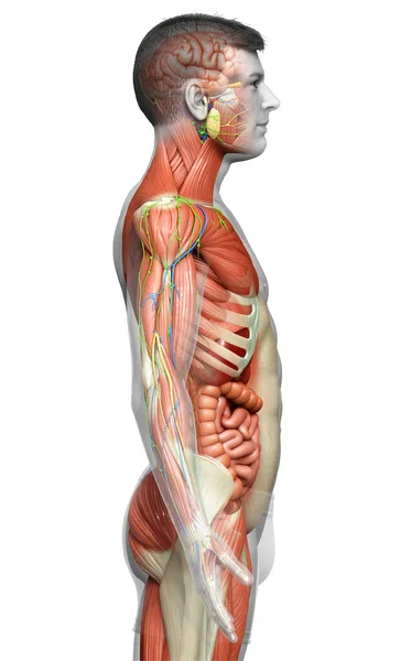 Medisch Accuraat Gemaakt Van Mannelijke Anatomie — Stockfoto