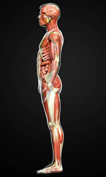 Görs Medicinskt Korrekt Den Manliga Anatomin — Stockfoto
