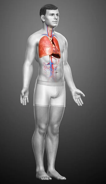 Erkek Akciğer Anatomisinin Boyutlu Tıbben Doğru Bir Örneği — Stok fotoğraf