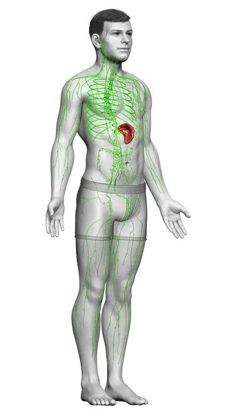Renderowane Medycznie Dokładne Ilustracji Męskiego Układu Limfatycznego — Zdjęcie stockowe