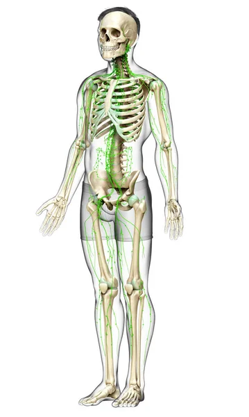 Medisch Nauwkeurige Illustratie Van Een Mannelijk Lymfestelsel — Stockfoto