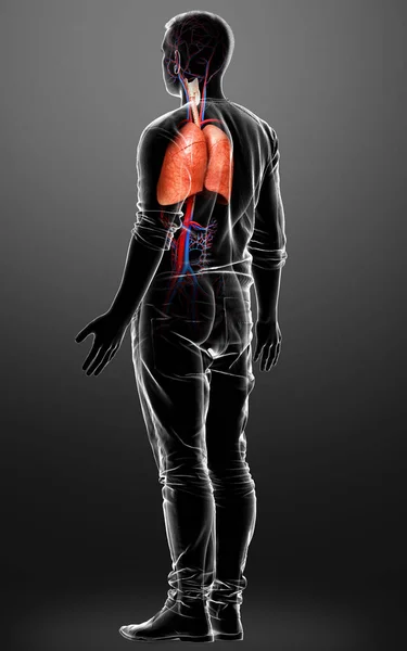 Rendered Medically Accurate Illustration Male Lung Anatomy — Stock Photo, Image