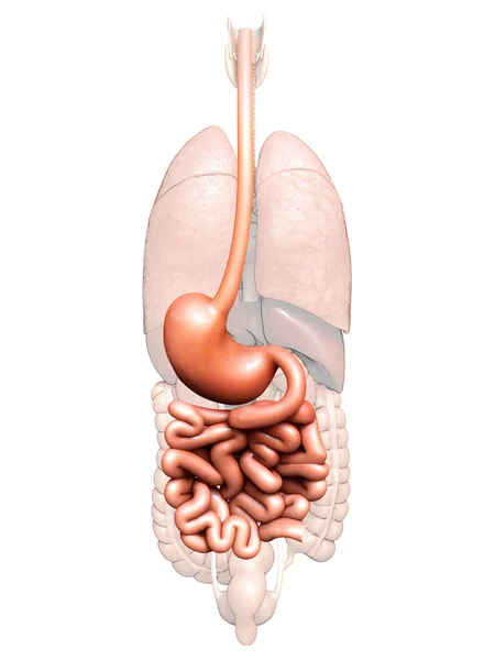 Renderowane Medycznie Dokładna Ilustracja Żołądka Jelita Cienkiego — Zdjęcie stockowe