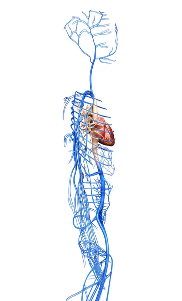 3D在医学上准确地描述了静脉 — 图库照片