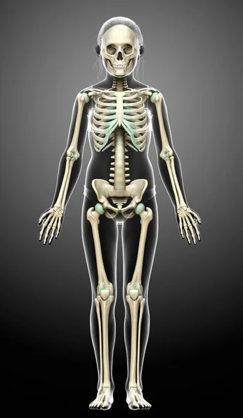 3Dレンダリングされた若い女の子の骨格系の医学的に正確なイラスト — ストック写真