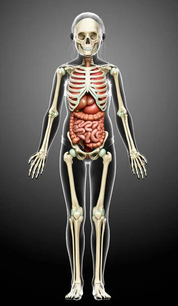 Gerenderte Medizinisch Korrekte Darstellung Der Inneren Organe Und Des Skelettsystems — Stockfoto
