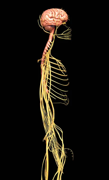 Renderizado Ilustración Médicamente Precisa Del Sistema Nervioso — Foto de Stock