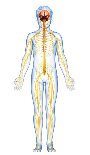 Renderowane Medycznie Dokładna Ilustracja Młodego Chłopca Układu Nerwowego — Zdjęcie stockowe