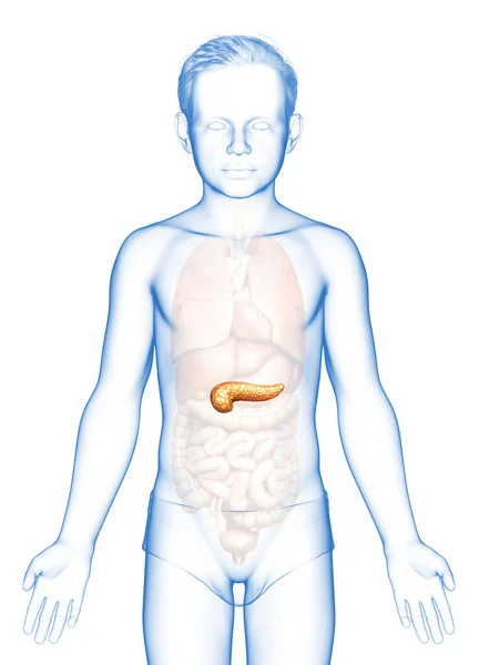 Reso Illustrazione Clinicamente Accurata Una Giovane Ragazza Pancreas — Foto Stock