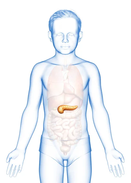 Gerenderte Medizinisch Korrekte Illustration Eines Jungen Mädchens Mit Bauchspeicheldrüse — Stockfoto