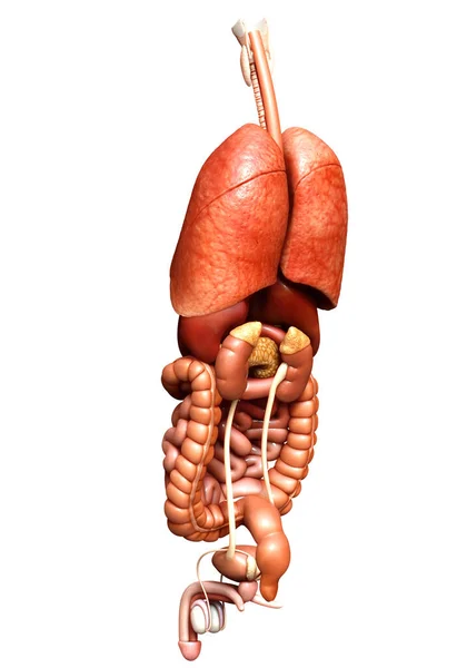 Rendered Medically Accurate Illustration Internal Organs — Stock Photo, Image