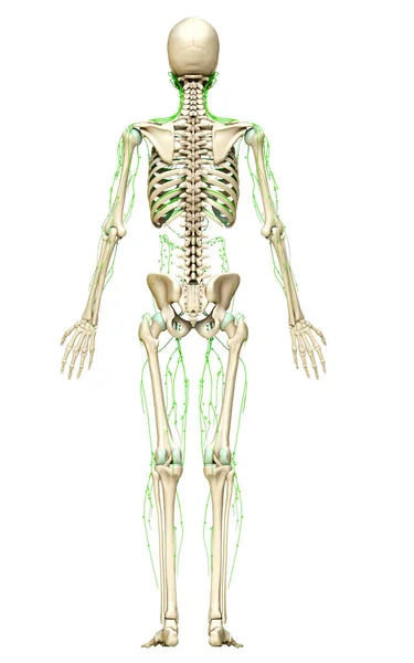 Reso Illustrazione Clinicamente Accurata Del Sistema Linfatico — Foto Stock