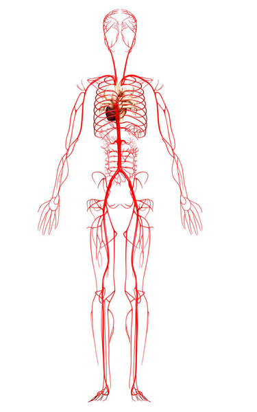 3d оказана медицинская точная иллюстрация артерий
