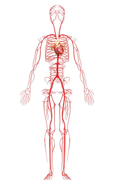 Representada Ilustración Médicamente Precisa Las Arterias — Foto de Stock