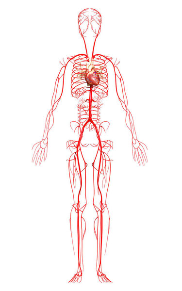 3d оказана медицинская точная иллюстрация артерий

