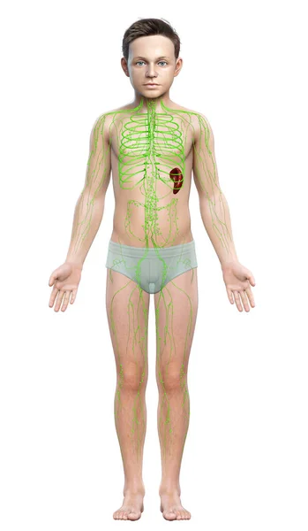 3Dは 若い男の子リンパ系の医学的に正確なイラストをレンダリング — ストック写真