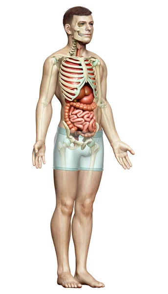 Gjorde Medicinskt Korrekt Illustration Manliga Inre Organ Och Skelett System — Stockfoto