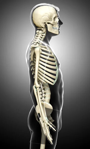 Weergegeven Medisch Nauwkeurige Illustratie Van Een Mannelijk Skelet Systeem — Stockfoto