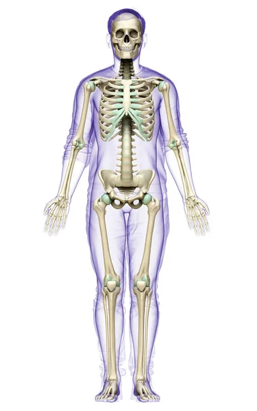 Rendered Medically Accurate Illustration Male Skeleton System — Stock Photo, Image