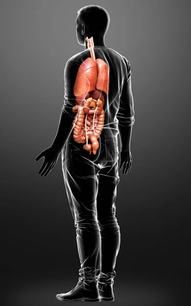 3Dは男性の医療的に正確なイラストをレンダリング 内部器官 — ストック写真