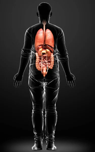 Rendu Illustration Médicalement Exacte Des Organes Internes Masculins — Photo