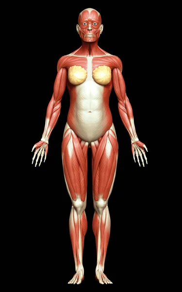 Gjorde Medicinskt Korrekt Illustration Ett Kvinnligt Muskelsystem — Stockfoto