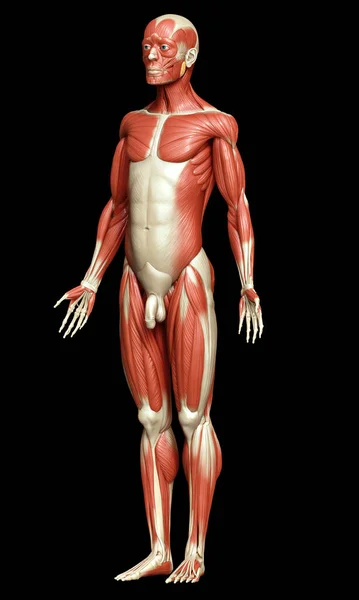 Rendu Illustration Médicalement Précise Système Musculaire Masculin — Photo