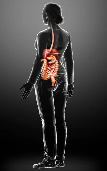 Reso Illustrazione Clinicamente Accurata Del Sistema Digestivo Femminile — Foto Stock