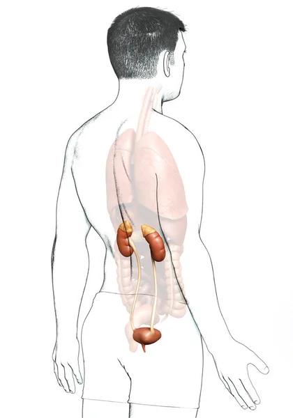 Gerenderte Medizinisch Korrekte Darstellung Der Nieren — Stockfoto