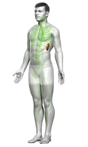 Erkek Lenf Sisteminin Tıbben Doğru Bir Çizimi — Stok fotoğraf