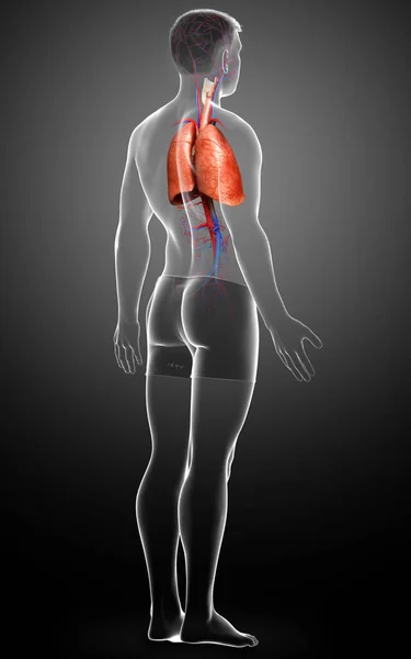 Reso Illustrazione Clinicamente Accurata Anatomia Polmonare Maschile — Foto Stock